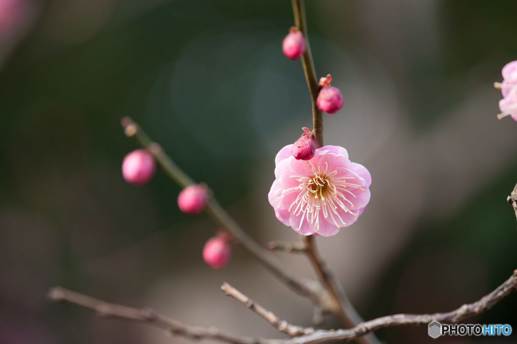 【大船植物園(緋の司)】②20160206
