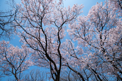 新宿御苑【桜：高遠小彼岸】③20230314