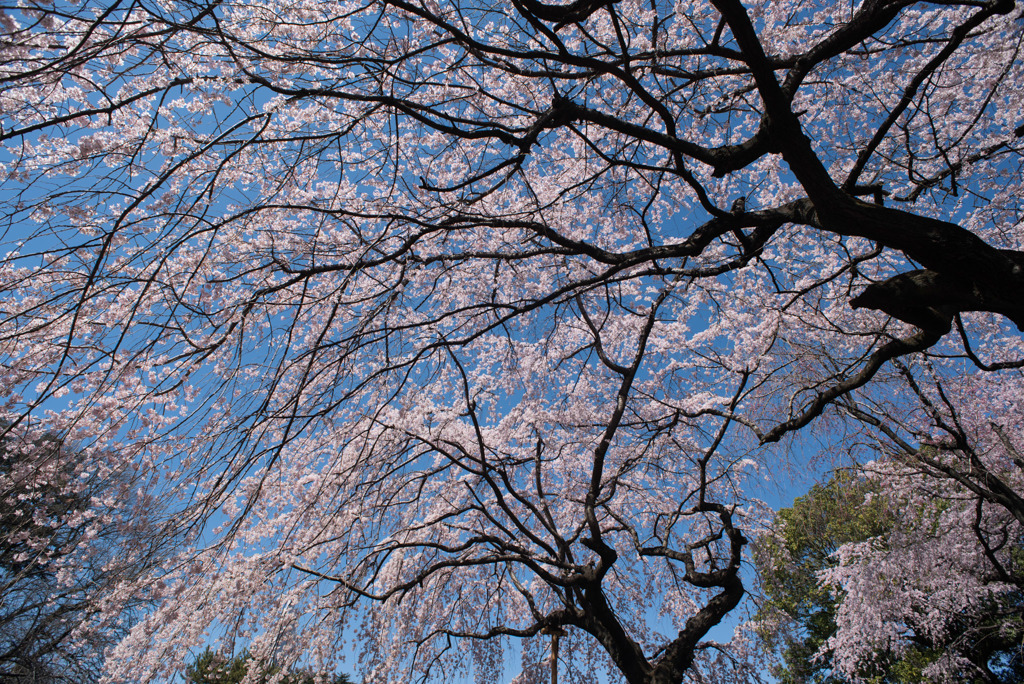 新宿御苑【サクラ：枝垂れ桜】③20190324