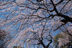 新宿御苑【サクラ：枝垂れ桜】③20190324