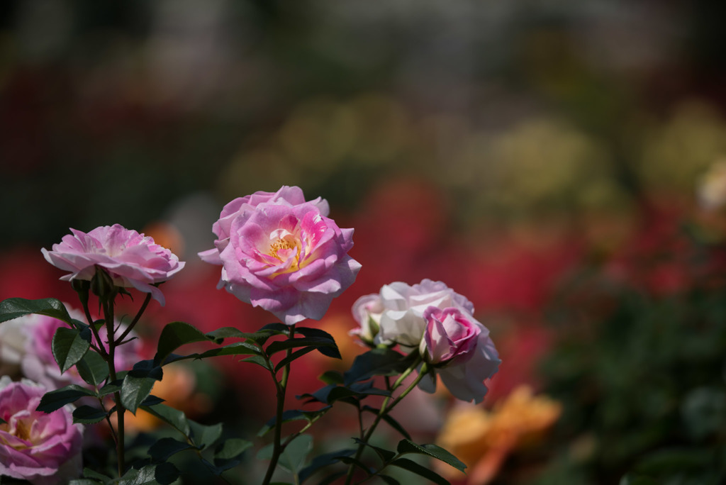 谷津バラ園【薔薇：春の舞】20170521