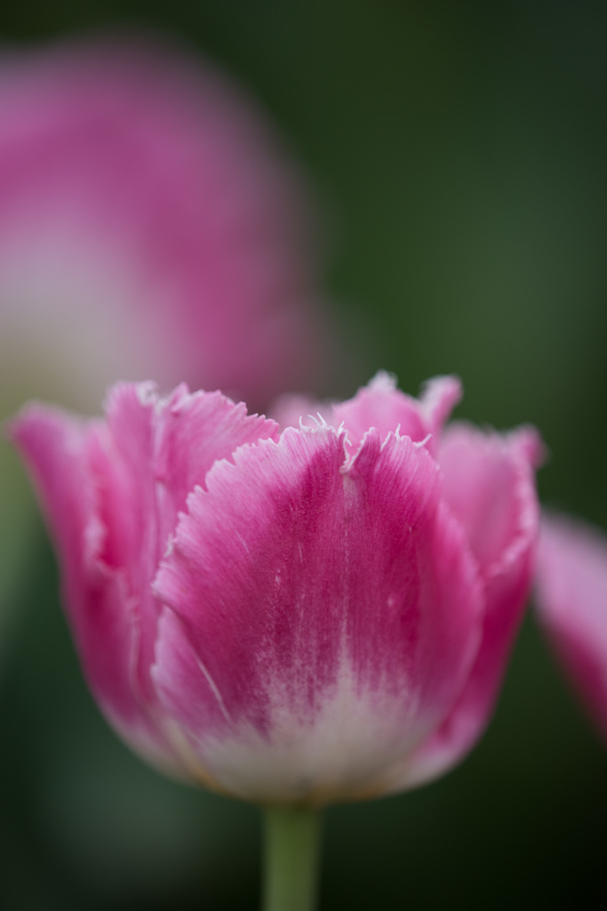 【花菜ガーデン(紫)】20150404