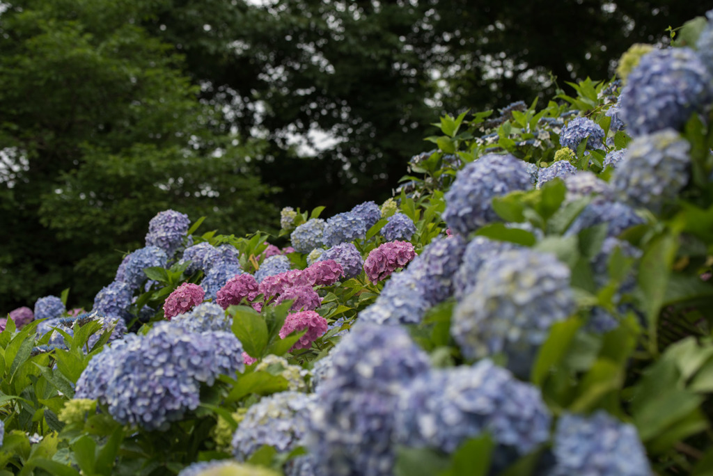 薬師池公園【えびね苑の眺め】20190623