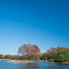 昭和記念公園【水鳥の池周辺の大木の紅葉：ケヤキ】20211106