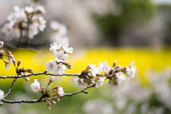 昭和記念公園【桜の園：桜林と菜の花】⑤20230329