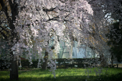 小石川植物園【枝垂れ桜】②20230322