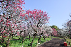 府中市郷土の森【梅園の眺め】⑤20250309