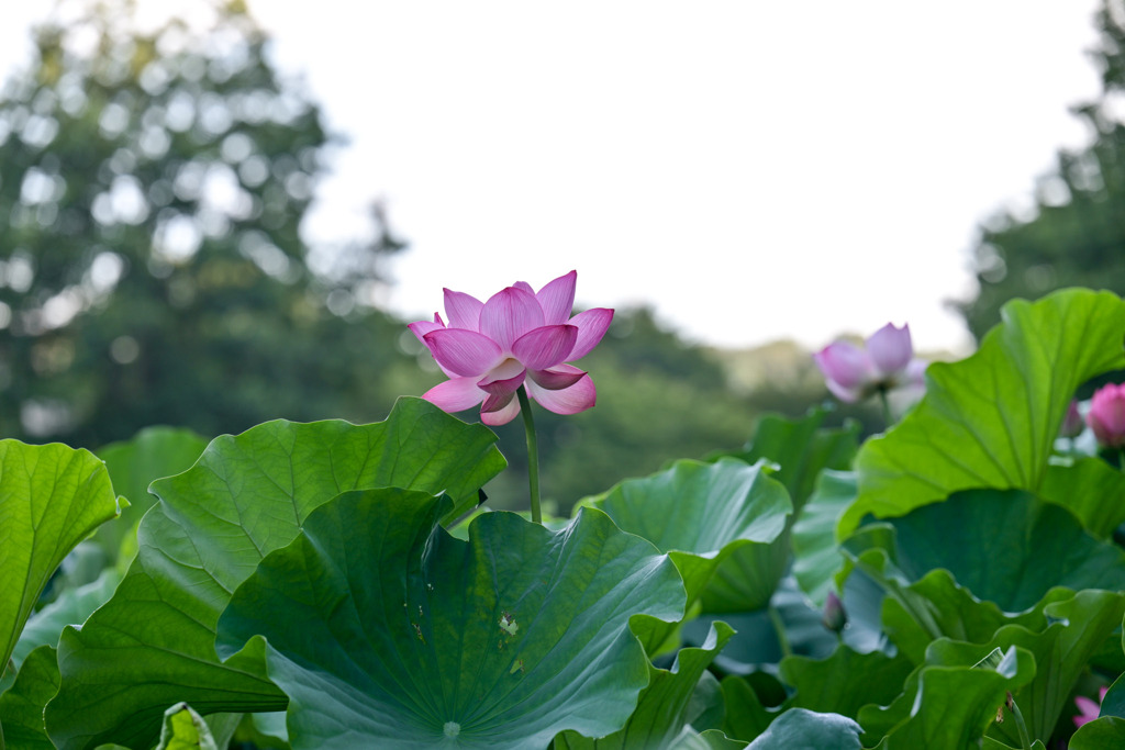 薬師池公園【大賀蓮】③20250718
