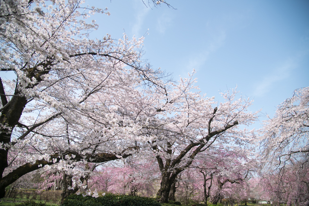神代植物公園【さくら園の眺め】③20220331