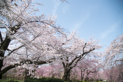 神代植物公園【さくら園の眺め】③20220331