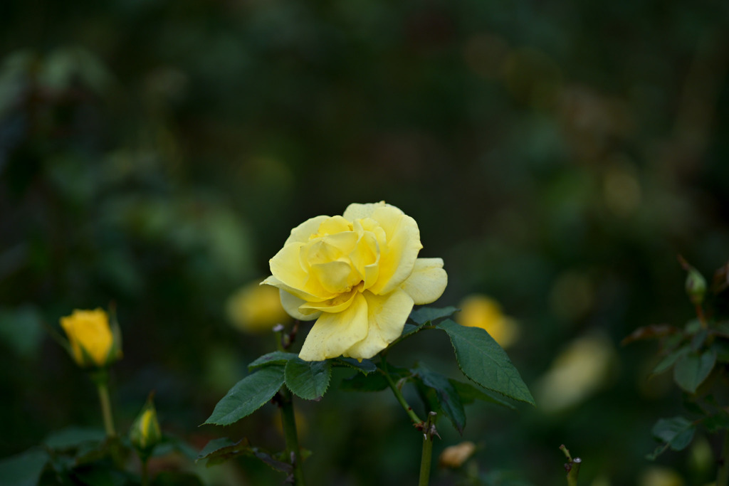 大船フラワーセンター【秋パラ：フリージア】20251102