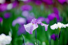 正覚寺【花菖蒲(縞紫系)】②20200604