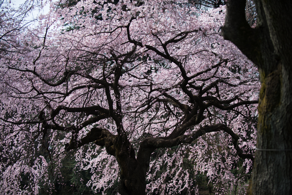 新宿御苑【桜：枝垂れ桜】④20170325
