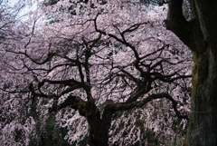 新宿御苑【桜：枝垂れ桜】④20170325