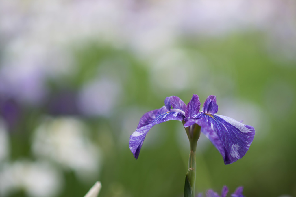 正覚寺【花菖蒲】①20180602