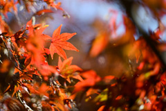 神代植物公園【かえで園(紅葉のアップ)】④20251130