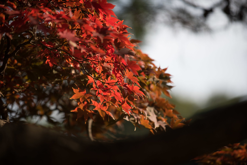 新宿御苑【音羽亭の紅葉】③20181201