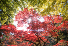 【六義園の紅葉】⑦20161203