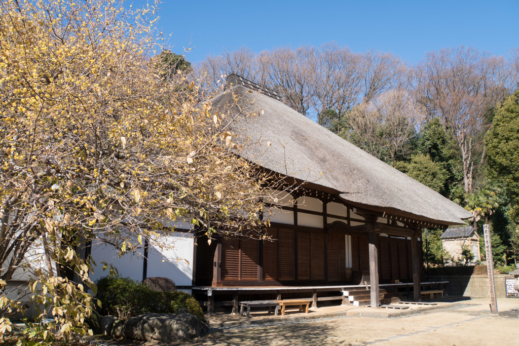 【西方寺の茅葺きの本堂と蝋梅】20180114