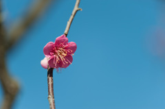 【小田原フラワーガーデン(紅鶴)】②20150214