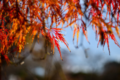 新宿御苑【中の池付近のタムケヤマ①  】④20251124