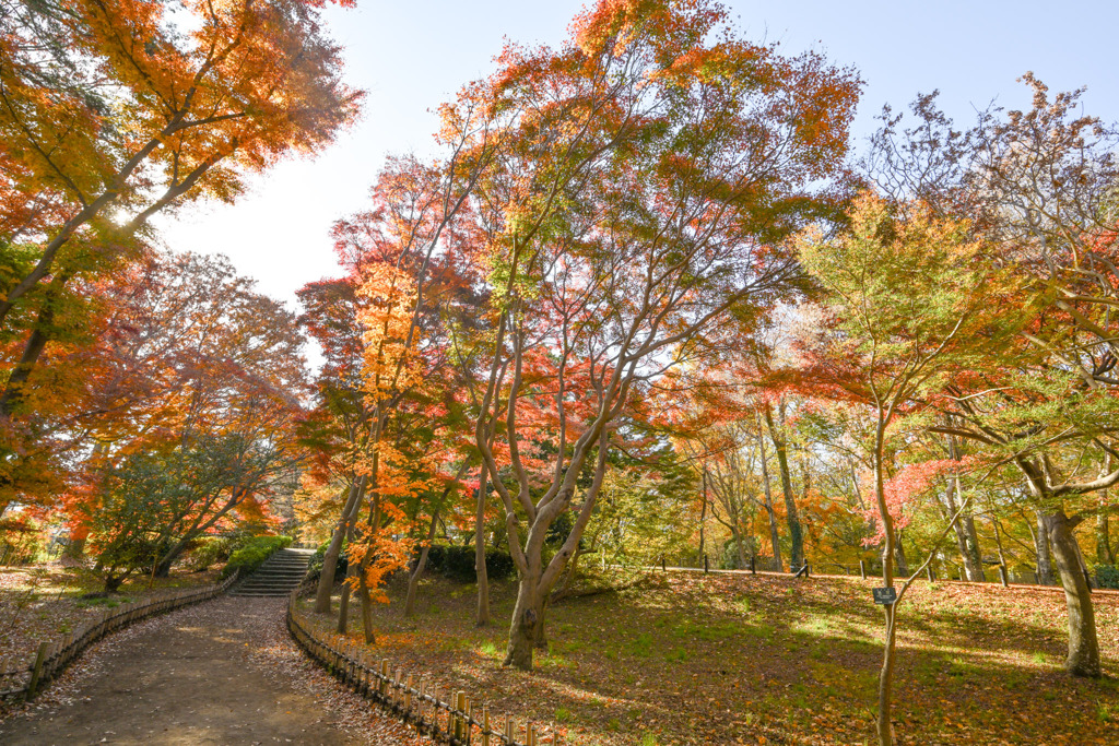 神代植物公園【かえで園(園内の眺め)】②20251130