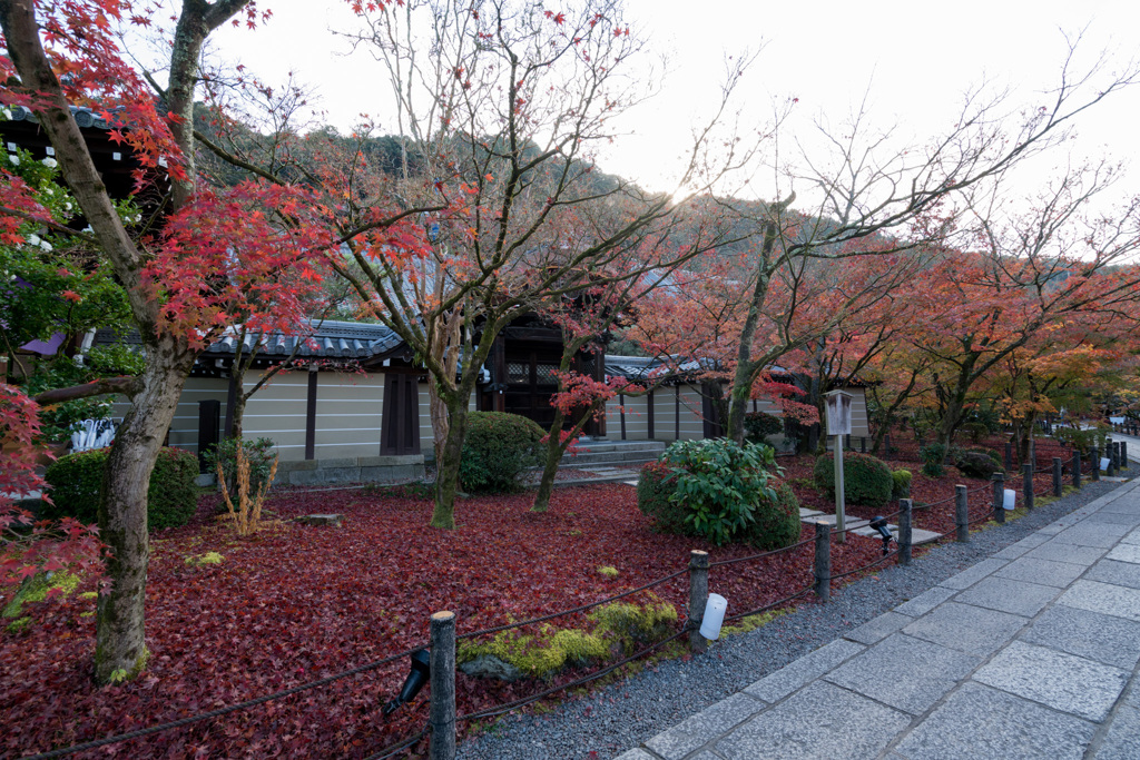 京都の紅葉【永観堂：唐門付近】①20201126