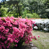 神代植物公園【つつじ園：アップ】②20240425