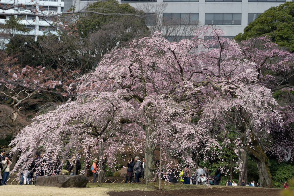 小石川後楽園【桜：枝垂れ桜(大堰川沿い)】②20170402