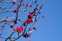 大船フラワーセンター【梅の花：鹿児島紅】①20220211