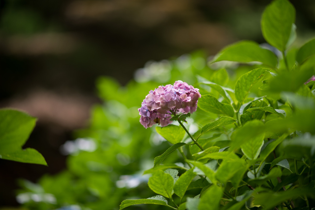 薬師池公園【紫陽花：アジサイ山周辺】③20210624