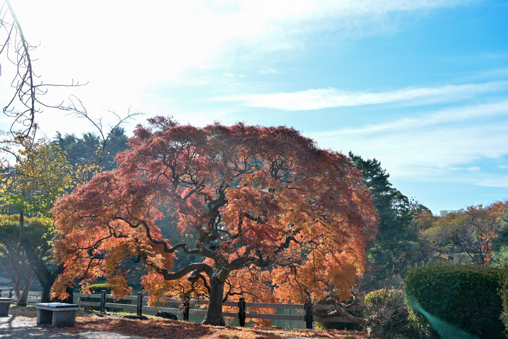 新宿御苑【中の池付近のタムケヤマ①  】①20251124