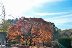 新宿御苑【中の池付近のタムケヤマ①  】①20251124