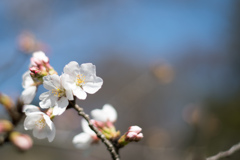 神代植物公園【染井吉野】②20230319