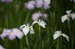 【横須賀菖蒲園(爪紅)】20150606