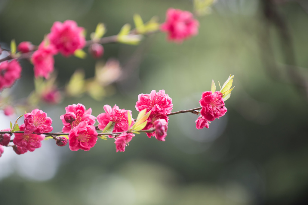 【新宿御苑(ハナモモ)】⑧20160402