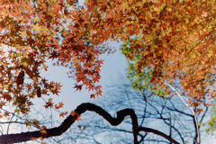 新宿御苑【もみじ山の紅葉】④20181215