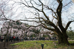 六義園【桜：枝垂れ桜】⑥20170402