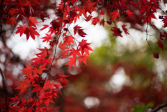 神代植物公園【かえで園の紅葉】⑦20181208