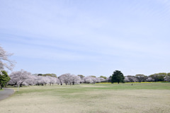 昭和記念公園【花の園の遠景】①20250408