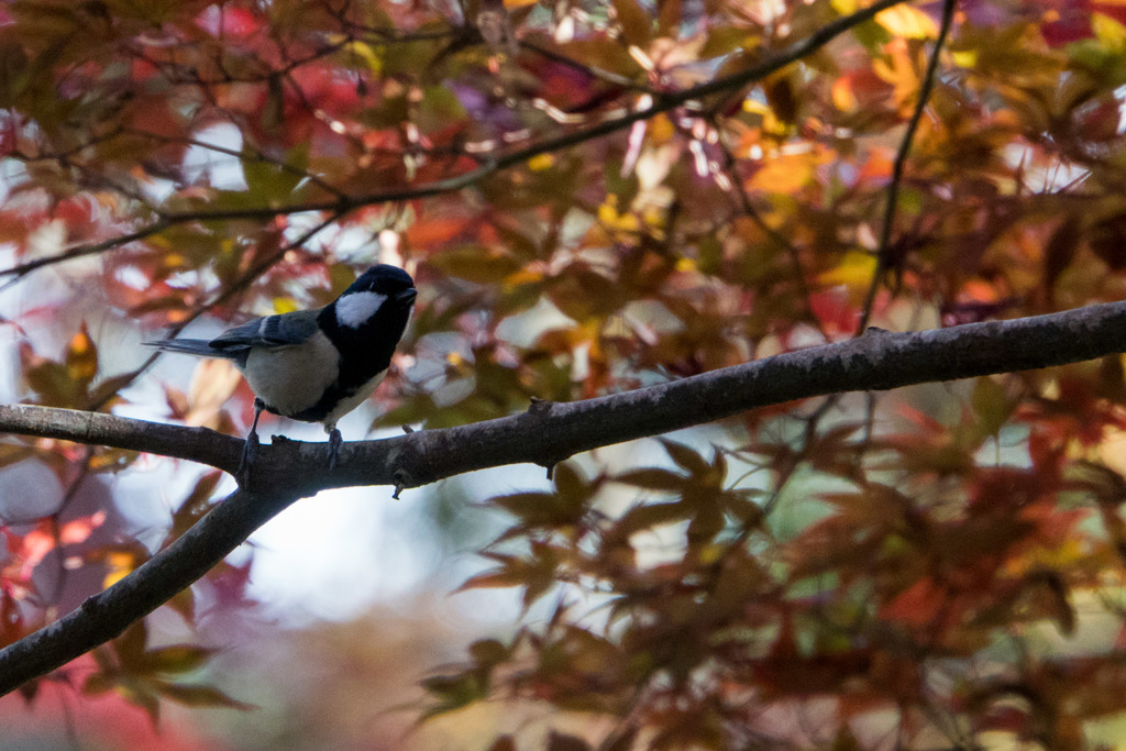 薬師池公園【鳥：シジュウカラ】20171119