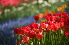 【昭和記念公園(オックスフォード)】①20150418 【昭和記念公園(オックスフォード)】①20150418