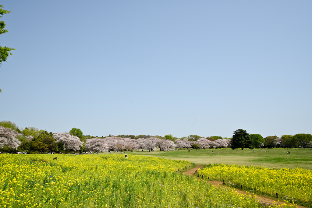 昭和記念公園【桜の園の眺め】①20240414