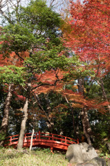 【小石川後楽園(通天橋付近の紅葉)】③20151212