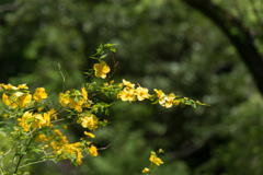 神代植物公園【ヤマブキ】20170423