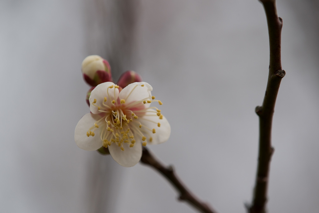 【小田原フラワーガーデン(冬至)】②20150124