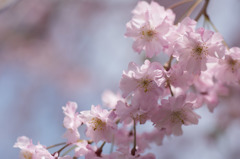 【昭和記念公園 (八重しだれ桜)】②20160409