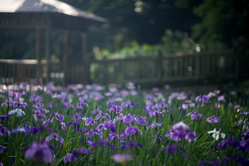 生田緑地【花菖蒲】①20230604