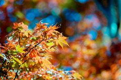 昭和記念公園【日本庭園：紅葉のアップ】⑦20211106銀塩NLP
