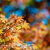 昭和記念公園【日本庭園：紅葉のアップ】⑦20211106銀塩NLP